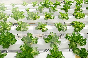 The Organic Vegetables in Agricultural greenhouse farm.