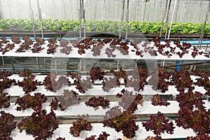 The Organic Vegetables in Agricultural greenhouse farm.