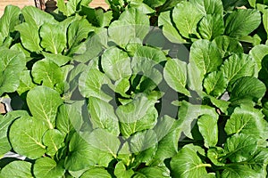 The Organic Vegetables in Agricultural greenhouse farm.