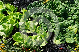 Organic Vegetables in Agricultural greenhouse farm for nature background.