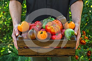 Organic vegetables. Agriculture or harvest concept. Fresh organic tomatoes in wooden box in farmers hands