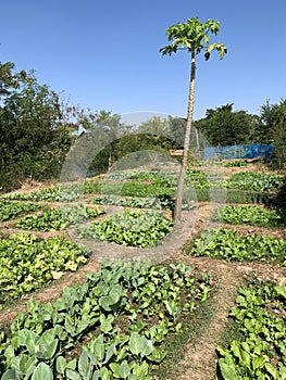 Organic vegetables in backyard garden