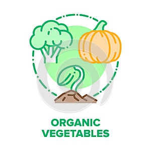 Organic Vegetables Bio Food Vector Concept Color