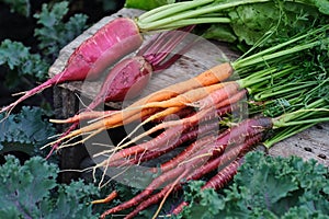 Verdure. una carota un rapa di legno cabina giardino 