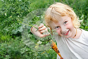 Organic vegetables for children on an eco-farm. A child eats carrots freshly picked from the garden
