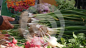 Organic vegetables on counter, fresh local produce homegrown on stall. Farmers food market in USA.