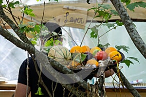 Organic vegetables displayed in tree