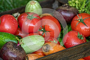 Growing organic products. Harvesting. Fresh crops, tomatoes harvest, carrot, potato, cucumbers, garlic in box outdoors