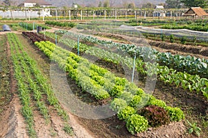 Organic vegetables Farm