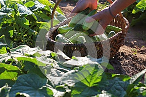 Organic vegetables. Farmers hands with freshly harvested cucumbers in the basket. Harvest of garden produce