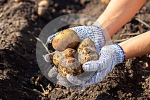 Organic vegetables. Farmers hands with freshly harvested vegetables. Fresh bio potatoes