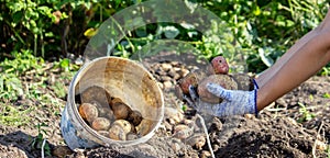 Organic vegetables. Farmers hands with freshly harvested vegetables. Fresh bio potatoes