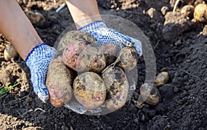 Organic vegetables. Farmers hands with freshly harvested vegetables. Fresh bio potatoes