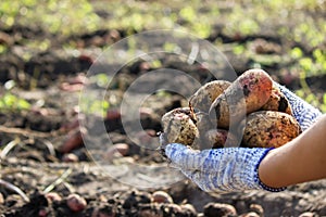 Organic vegetables. Farmers hands with freshly harvested vegetables. Fresh bio potatoes