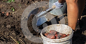 Organic vegetables. Farmers hands with freshly picked vegetables. Fresh bio potatoes