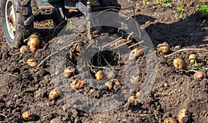 Organic vegetables. Farmers hands with freshly picked vegetables. Fresh bio potatoes