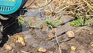 Organic vegetables. Farmers hands with freshly picked vegetables. Fresh bio potatoes