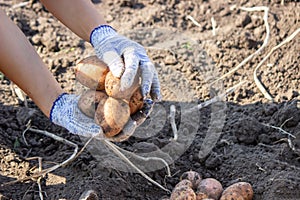 Organic vegetables. Farmers hands with freshly picked vegetables. Fresh bio potatoes