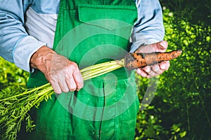 Organic vegetables. Fresh organic carrots in the hands of farmers. Harvesting carrots, autumn harvest