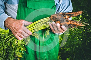 Organic vegetables. Fresh organic carrots in the hands of farmer