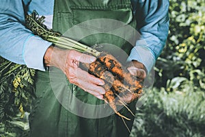 Organic vegetables. Fresh organic carrots in the hands of farmer