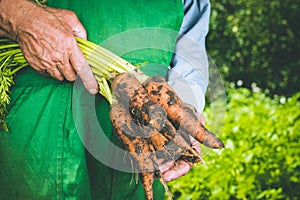 Organic vegetables. Fresh organic carrots in the hands of farmers. Harvesting carrots, autumn harvest