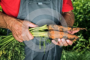 Organic vegetables. Fresh organic carrots in the hands of farmers. Harvesting carrots, autumn harvest