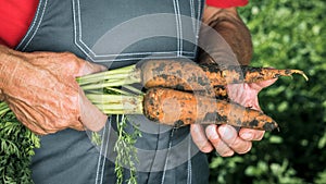 Organic vegetables. Fresh organic carrots in the hands of farmers. Harvesting carrots, autumn harvest