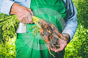 Organic vegetables. Fresh organic carrots in the hands of farmers. Harvesting carrots, autumn harvest