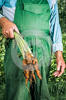 Organic vegetables. Fresh organic carrots in the hands of farmers. Harvesting carrots, autumn harvest