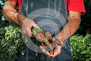 Organic vegetables. Fresh organic carrots in the hands of farmers. Harvesting carrots, autumn harvest