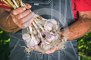 Organic vegetables. Fresh organic garlic in the hands of farmers