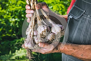 Organic vegetables. Fresh organic garlic in the hands of farmers