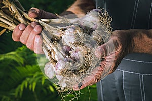 Organic vegetables. Fresh organic garlic in the hands of farmers