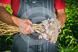 Organic vegetables. Fresh organic garlic in the hands of farmers. Garlic harvest, autumn harvest