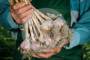 Organic vegetables. Fresh organic garlic in the hands of farmers. Garlic harvest, autumn harvest