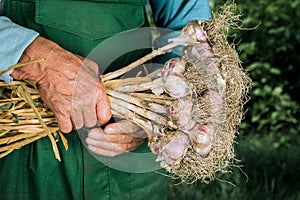 Organic vegetables. Fresh organic garlic in the hands of farmers. Garlic harvest, autumn harvest