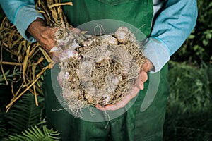 Organic vegetables. Fresh organic garlic in the hands of farmers. Garlic harvest, autumn harvest