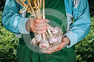 Organic vegetables. Fresh organic garlic in the hands of farmers. Garlic harvest, autumn harvest