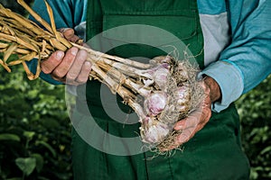 Organic vegetables. Fresh organic garlic in the hands of farmers. Garlic harvest, autumn harvest