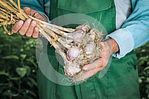Organic vegetables. Fresh organic garlic in the hands of farmers. Garlic harvest, autumn harvest