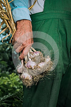 Organic vegetables. Fresh organic garlic in the hands of farmers. Garlic harvest, autumn harvest