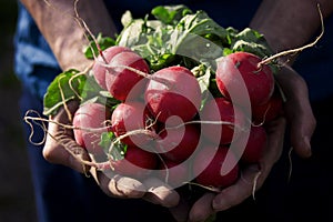 Organic vegetables. Fresh radish in farmer hands