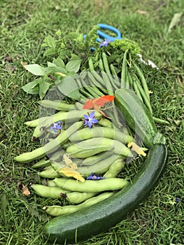 Organic vegetables from the garden