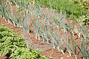 Organic vegetables in garden