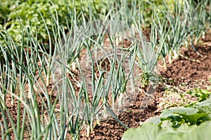 Organic vegetables in garden