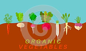 Organic vegetables garden growing. Vegetable gardening sketch.