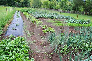 Organic vegetables garden, homestead sustainable living