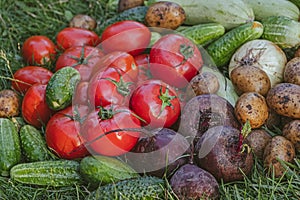 Organic vegetables on green grass on the farm. Growing organic products