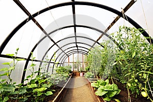 Organic vegetables in greenhouse interior